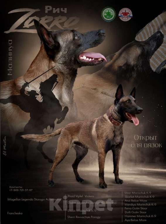 Собаки в Донецке: Бронь на щенка Мальчик, 55 000 руб. - фото 6