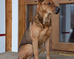 Собаки в Ревде: Метис шарпея Бакки Мальчик, 100 руб. - фото 2