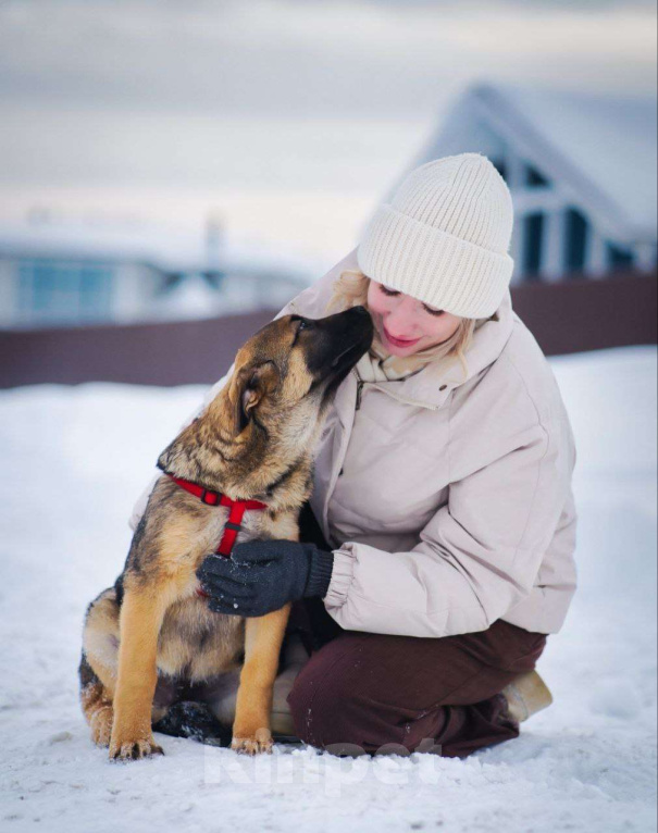 Собаки в других городах Московской области: Веселый парень Рокки хочет домой Мальчик, Бесплатно - фото 7
