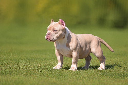 Щенок Американский булли