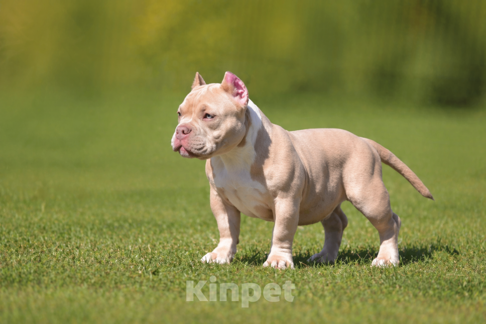 Собаки в Москве: Щенок Американский булли Мальчик, Бесплатно - фото 1