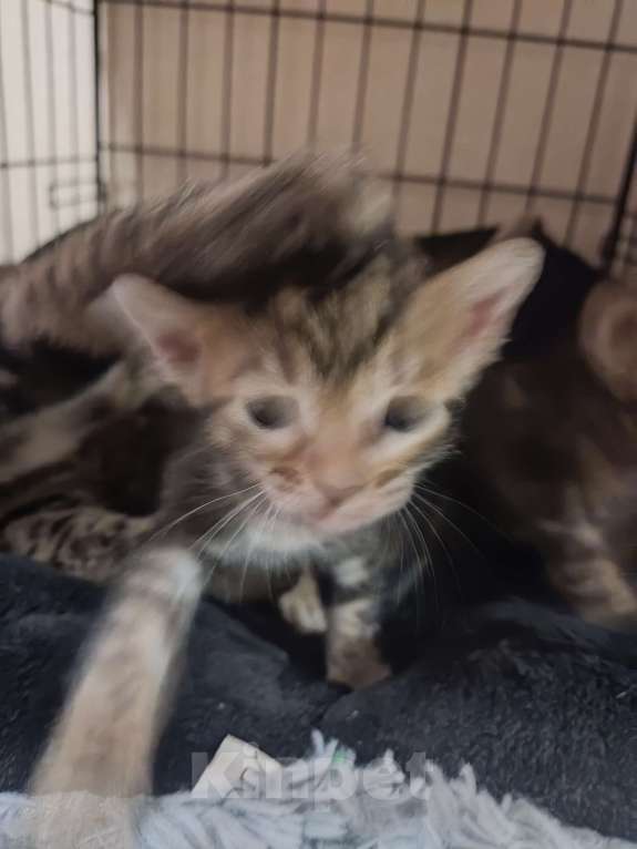 Кошки в Санкт-Петербурге: Бенгальские котята Мальчик, 7 000 руб. - фото 7
