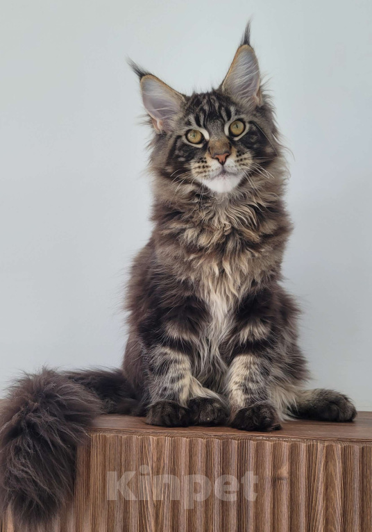 Кошки в Москве: Котенок мейн-кун чёрный мрамор Мальчик, 65 000 руб. - фото 10