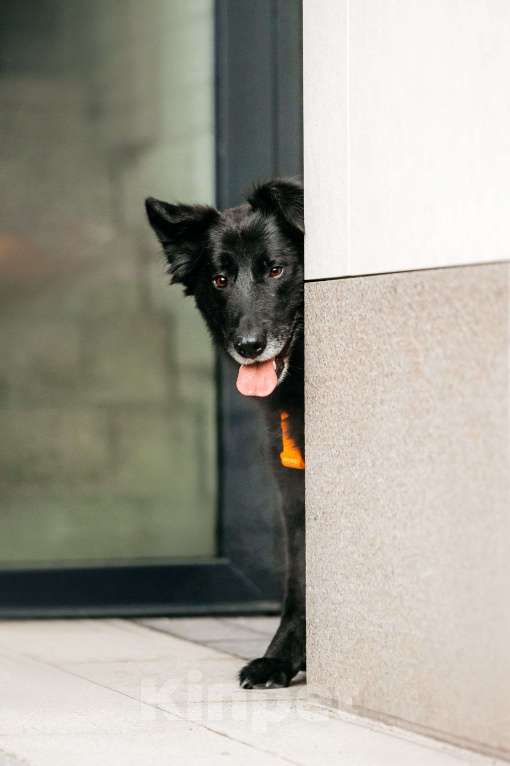 Собаки в Москве: Знакомьтесь, ее зовут Шанти! Девочка, Бесплатно - фото 5