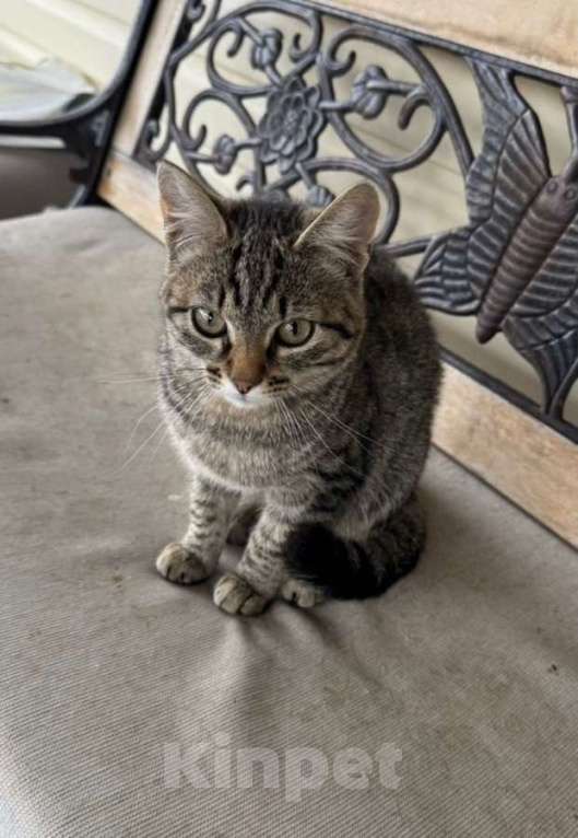 Кошки в Москве: Молодая кошечка Тринити ищет дом. Девочка, Бесплатно - фото 4