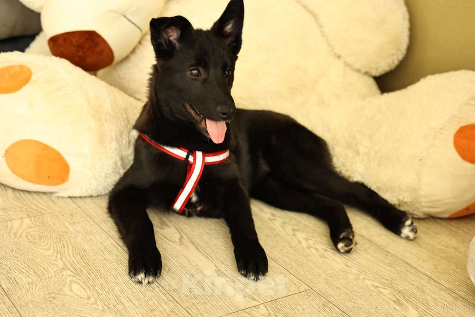 Собаки в Москве: Щенок в Москве бесплатно Девочка, Бесплатно - фото 3