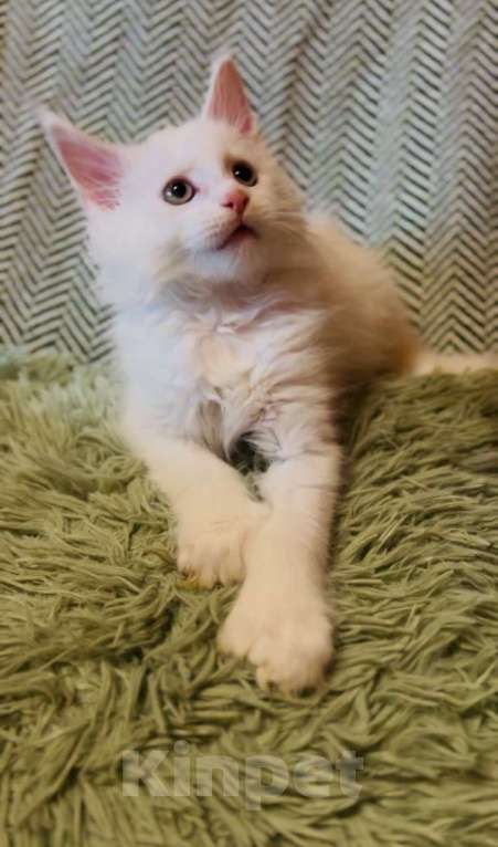 Кошки в Москве: Мейнкун белый полидакт Мальчик, 50 000 руб. - фото 3