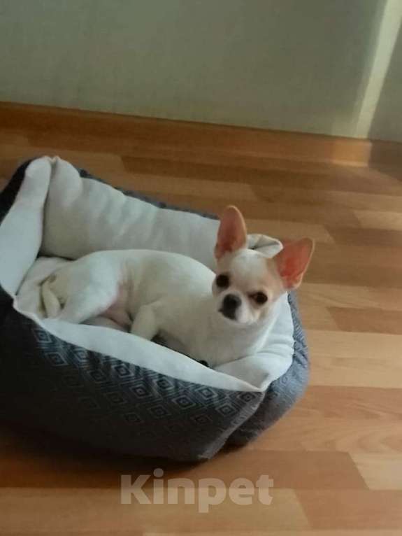 Собаки в Хабаровске: Мальчик чихуа Мальчик, Бесплатно - фото 1