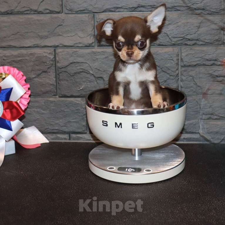 Собаки в Москве: Шоколадный красавчик чихуахуа Мальчик, 55 000 руб. - фото 2