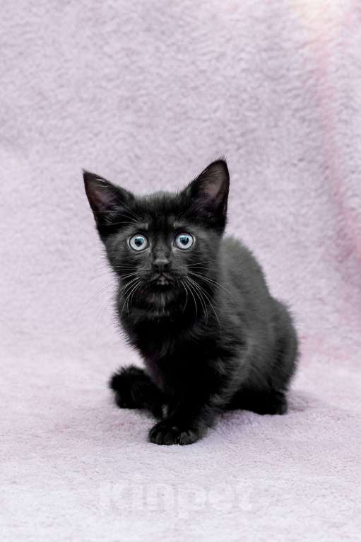 Кошки в Москве: котенок Коржик ищет дом Мальчик, Бесплатно - фото 1