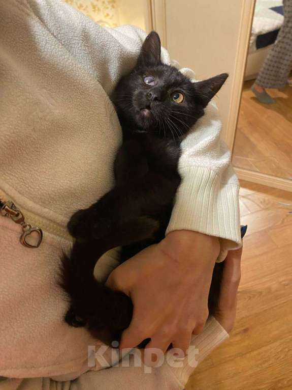 Кошки в Москве: котенок Смоуки ищет дом Девочка, Бесплатно - фото 4