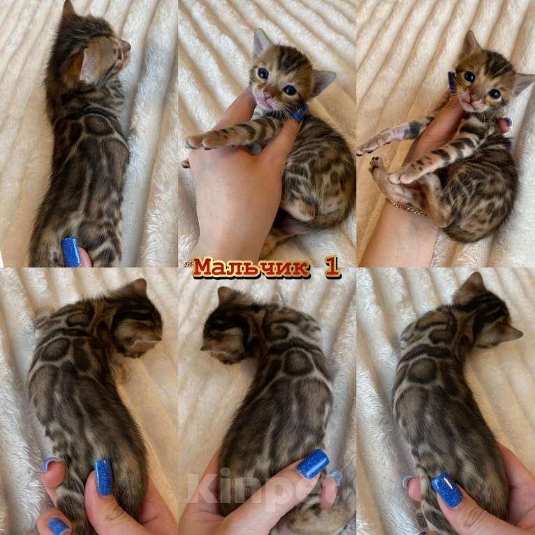 Кошки в Новосибирске: Бенгальские котята с документами Разнополые, 65 000 руб. - фото 1