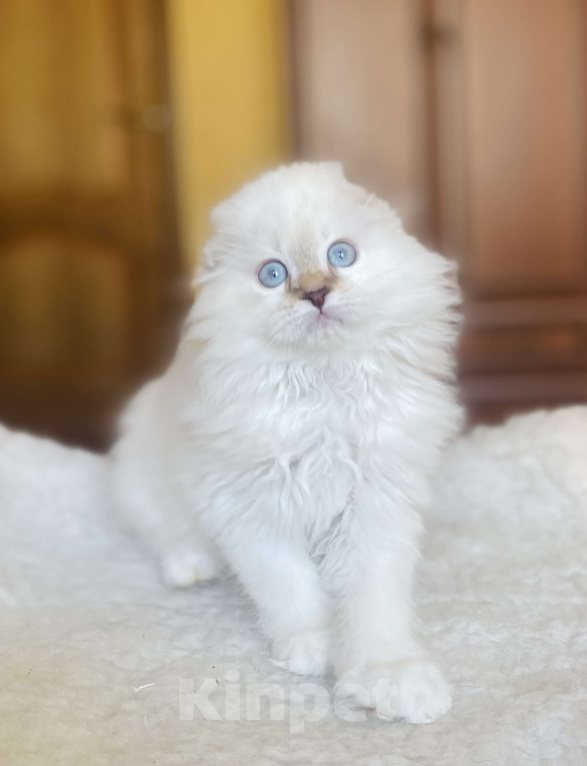 Кошки в Нижнем Новгороде: Голубые глаза  Мальчик, 20 000 руб. - фото 2