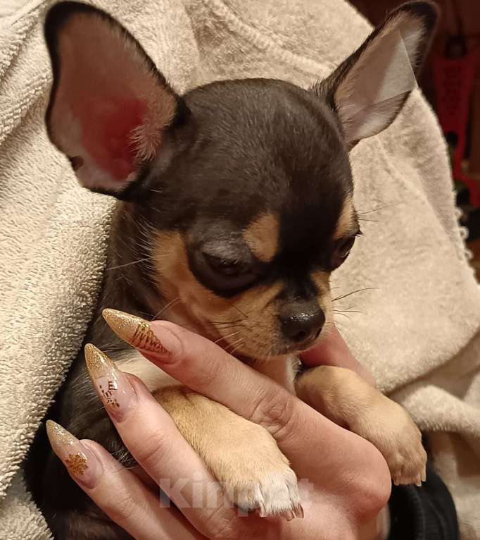Собаки в Москве: Щенок чихуахуа мальчик Мальчик, 50 000 руб. - фото 4