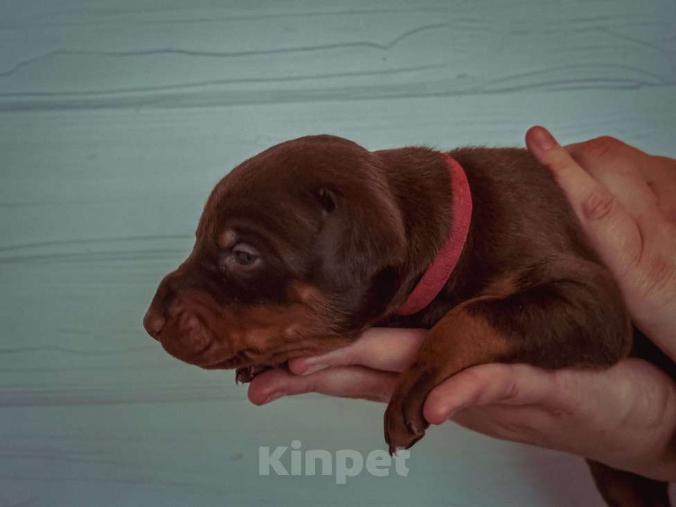 Собаки в Москве: Красная лента кобель Мальчик, 100 000 руб. - фото 2