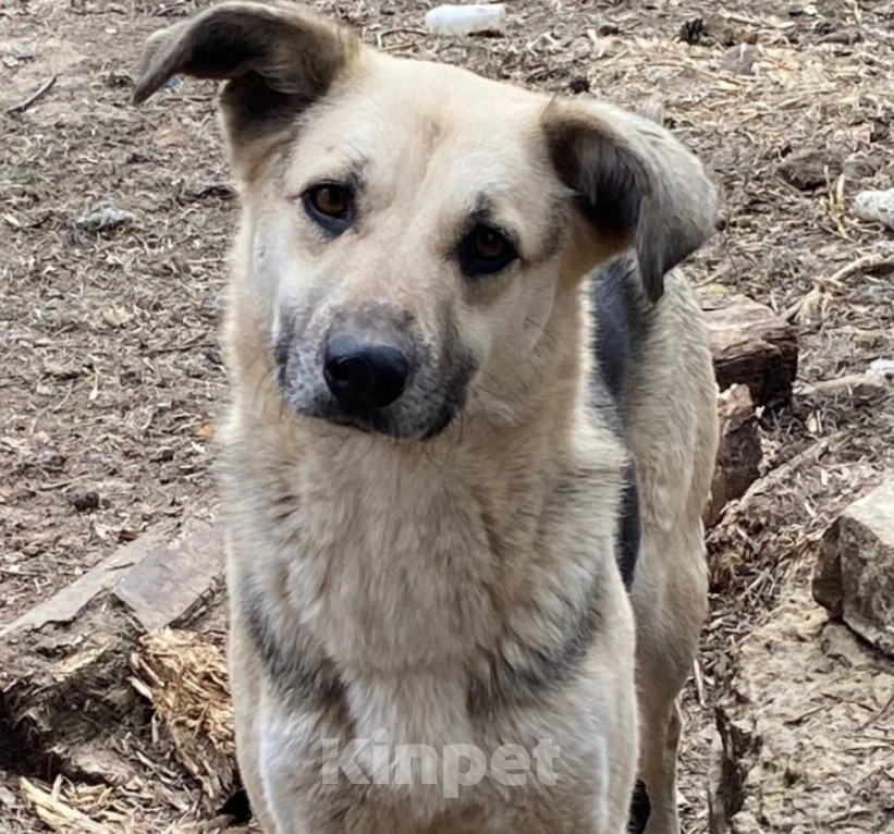 Собаки в других городах Ленинградской области: Небольшая собачка Чара Девочка, 500 руб. - фото 1