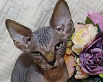 Кошки в Москве: Канадский сфинкс котенок Мальчик, 50 000 руб. - фото 2