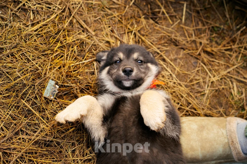 Собаки в Красногорске: Щенок девочка Юкки ищет дом Девочка, Бесплатно - фото 10