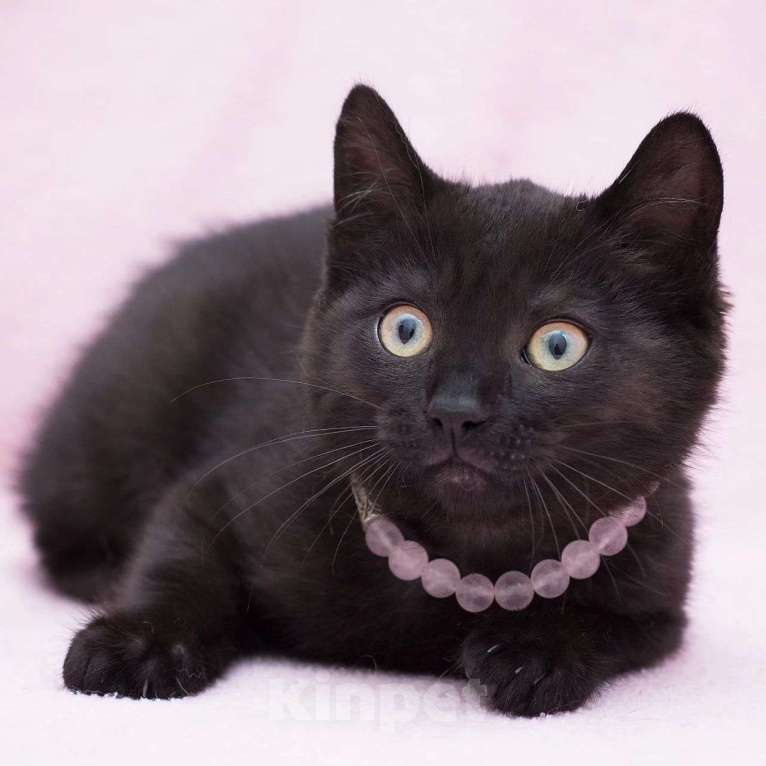 Кошки в Москве: Кнопочка грустит в одиночестве  Девочка, Бесплатно - фото 4