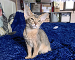 Кошки в других городах Московской области: Мальчишка в благородном голубом окрасе Мальчик, 75 000 руб. - фото 4