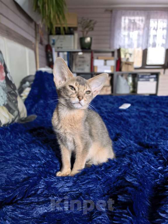 Кошки в других городах Московской области: Мальчишка в благородном голубом окрасе Мальчик, 75 000 руб. - фото 4