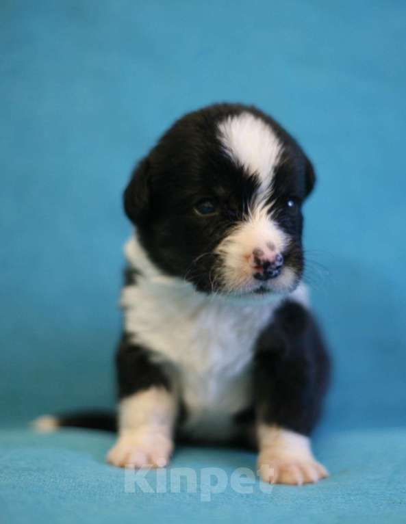 Собаки в Кирове: Девочки корги кардиган Девочка, 50 000 руб. - фото 8