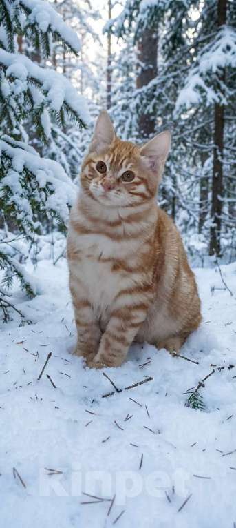 Кошки в Москве: Котята курильчата Мальчик, 35 000 руб. - фото 1