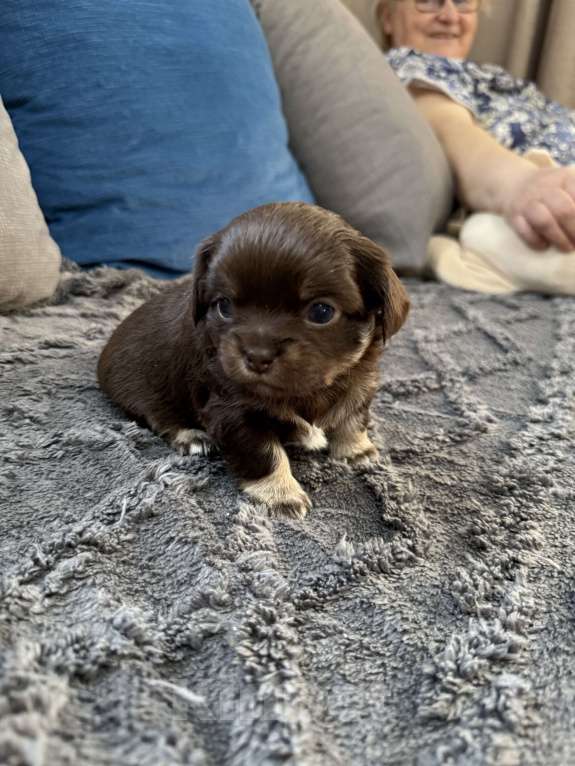 Собаки в других городах Московской области: Девочка чихуахуа Гермиона Девочка, 60 000 руб. - фото 5