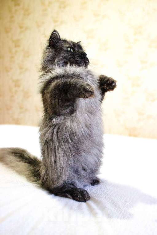 Кошки в Москве: манчкин кот Мальчик, 30 000 руб. - фото 6