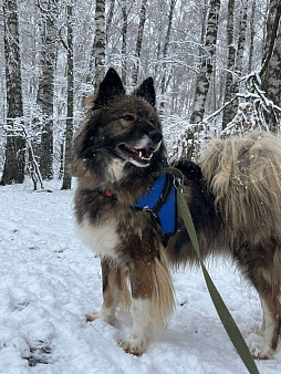 Пушистый пес Фидель 