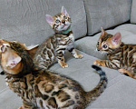 Кошки в Нытве: Бенгальские котята мальчик и девочка Мальчик, 18 000 руб. - фото 6