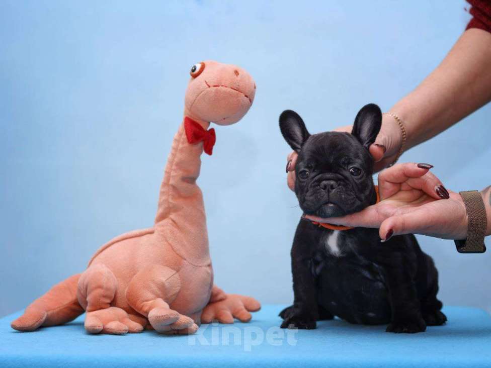 Собаки в Ульяновске: Французский бульдог девочка Девочка, 80 000 руб. - фото 1