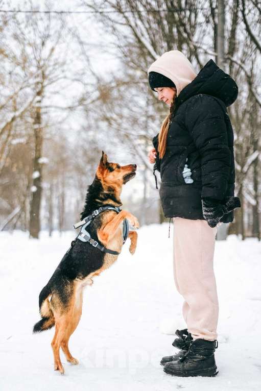 Собаки в Москве: Уникальный Шурик ищет дом Мальчик, Бесплатно - фото 7