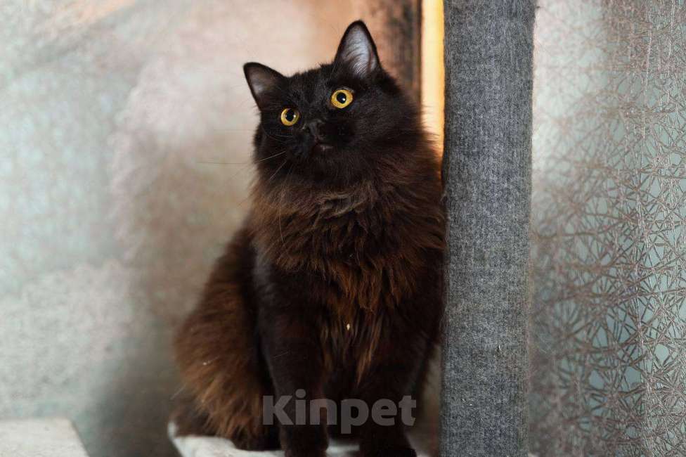 Кошки в Ивантеевке: Кошечка в добрые руки Девочка, Бесплатно - фото 1