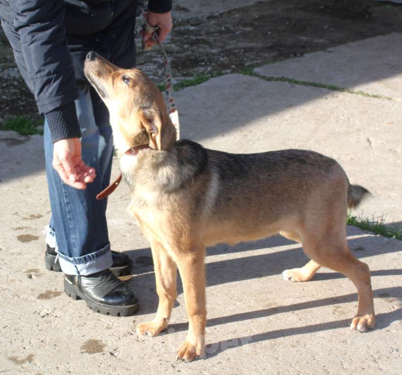 Собаки в Москве: Молоденькая ласкушечка Ариша в самые добрые руки  Девочка, Бесплатно - фото 7