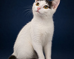 Кошки в Лобне: Котёнок в добрые руки Девочка, Бесплатно - фото 3