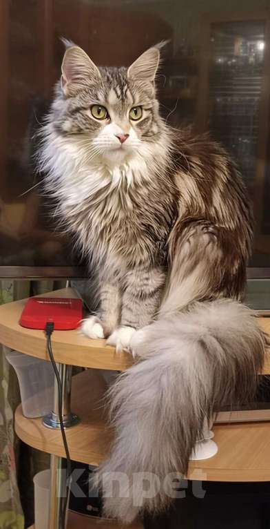 Кошки в Москве: Котята Мейн-Кун Мальчик, 30 000 руб. - фото 5