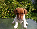Собаки в Голицыно: Щенки Джек-рассел-террьер Мальчик, 40 000 руб. - фото 3