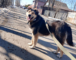 Собаки в Брянске: Мухтар Мальчик, Бесплатно - фото 10