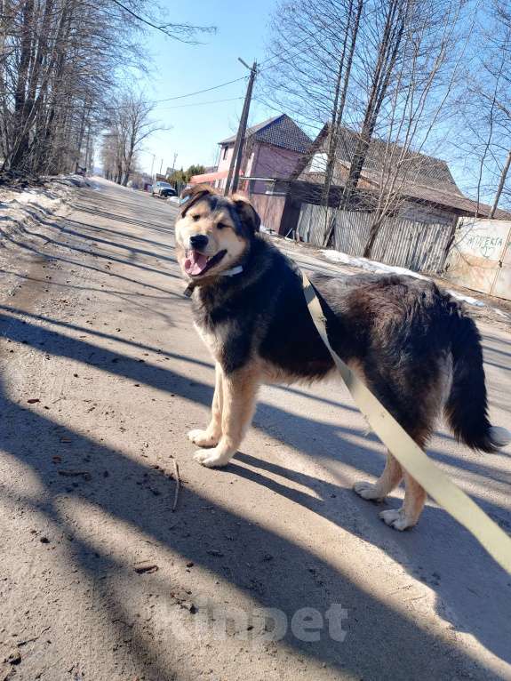 Собаки в Брянске: Мухтар Мальчик, Бесплатно - фото 10