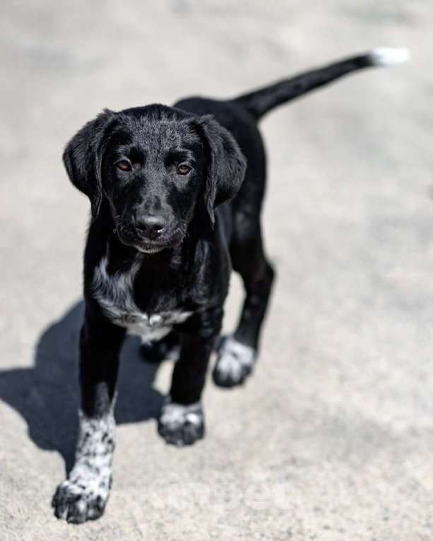 Собаки в Москве: Щеночки ищут дом. Девочка, Бесплатно - фото 4