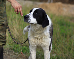 Собаки в Видном: Массандра, 1,5 года Девочка, 1 руб. - фото 2