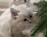 Кошки в Москве: Самые ласковые котята Рэгдолл  Мальчик, 28 000 руб. - фото 7