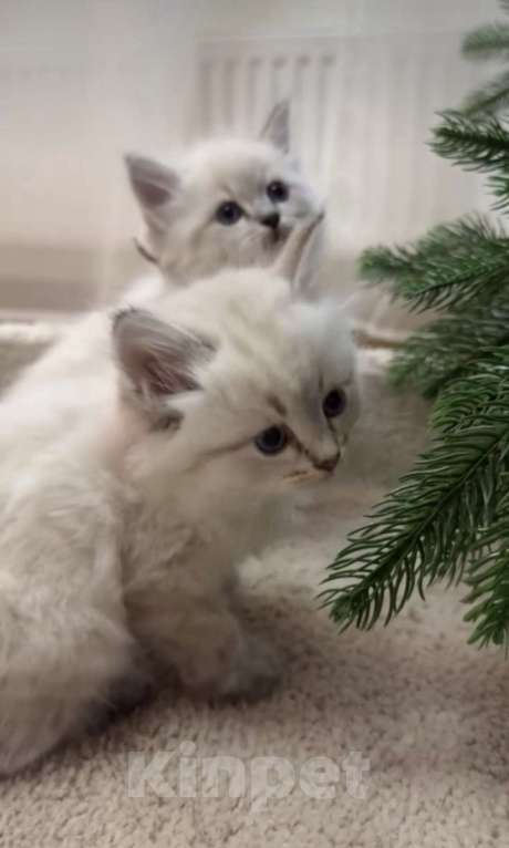 Кошки в Москве: Самые ласковые котята Рэгдолл  Мальчик, 28 000 руб. - фото 7