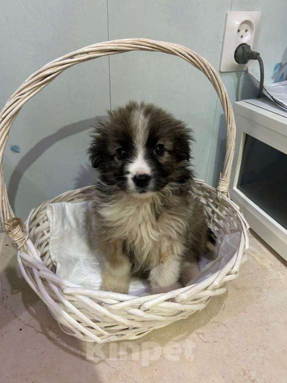 Собаки в Москве: Маленькая девочка-щенок ищет дом Девочка, Бесплатно - фото 7