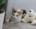 Кошки в Москве: Маленькая трёхцветная кошечка с прекрасным характером ищет дом Девочка, 10 руб. - фото 2
