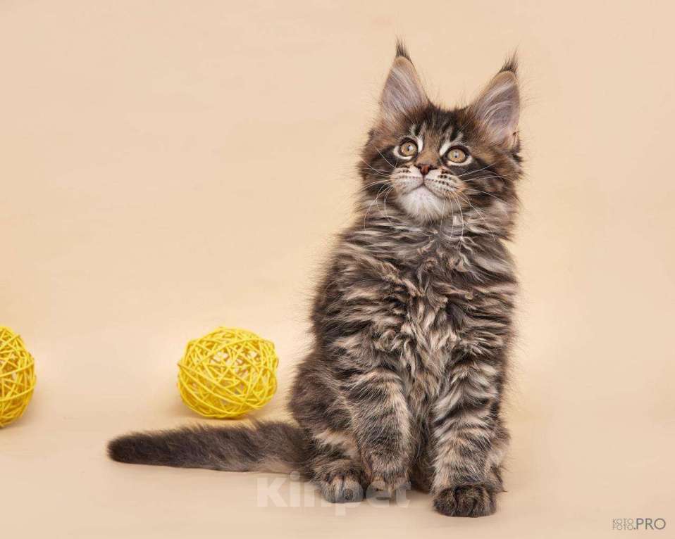 Кошки в Новосибирске: Котик Апполон Мальчик, 40 000 руб. - фото 4