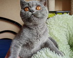 Кошки в Санкт-Петербурге: Британский котенок Девочка, 55 000 руб. - фото 4