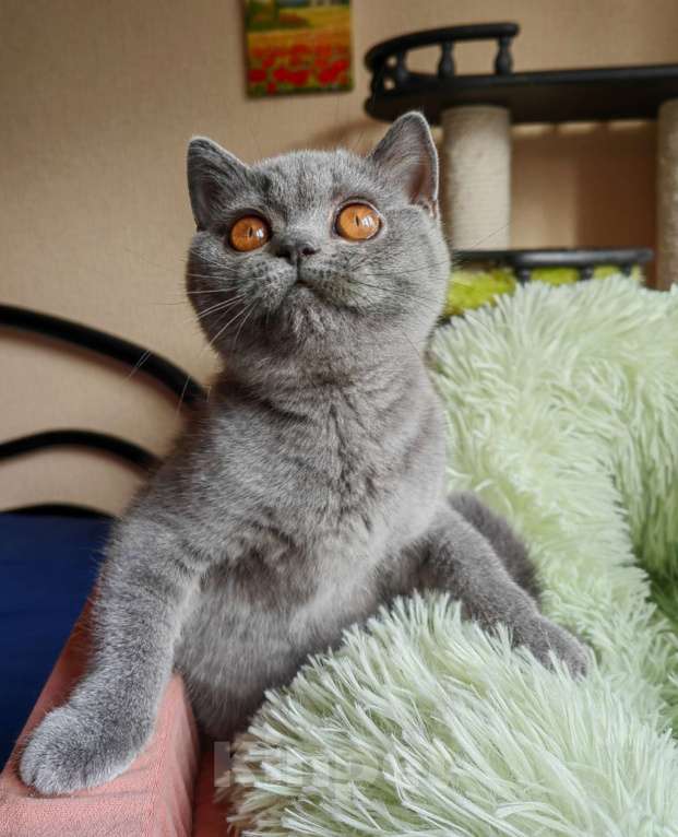 Кошки в Санкт-Петербурге: Британский котенок Девочка, 55 000 руб. - фото 4