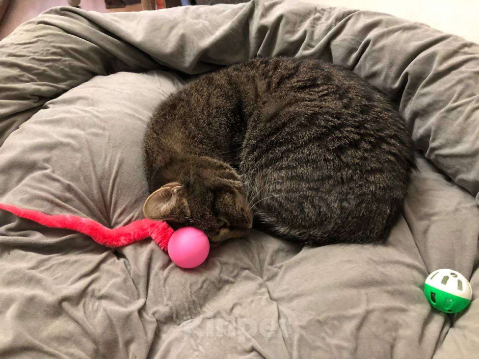 Кошки в Москве: Полосатая красотка Ленди Девочка, Бесплатно - фото 7